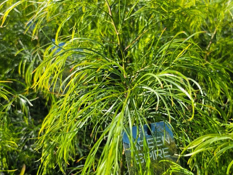 Botanical name: Acacia cognata Green Spire. Common Name: Bower River Wattle.
