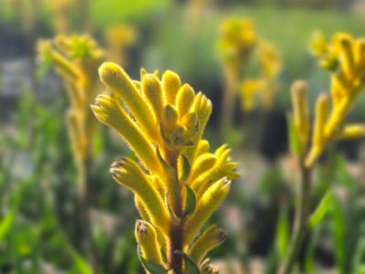 Picture of Anigozanthos hybrida Bush Bonanza