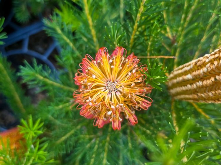 Picture of Banksia hybrida Bird Song