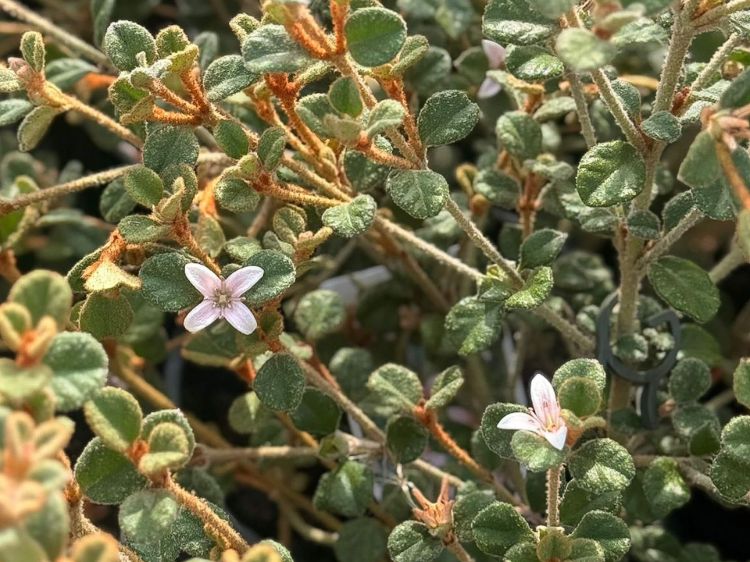 Correa alba pannosa Western Pink Star. Common Name - Correa, Prostrate Correa.
