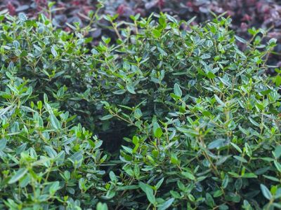 Picture of Correa glabra decumbens Dinner Bells