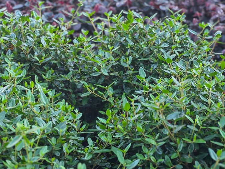 Picture of Correa glabra decumbens Dinner Bells