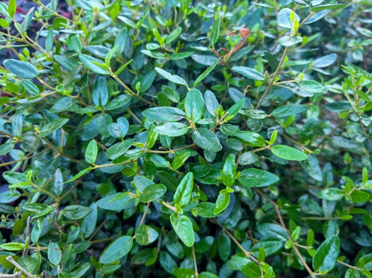 Picture of Correa glabra decumbens Dinner Bells
