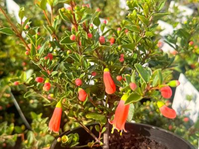Picture of Correa pulchella Orange Glow