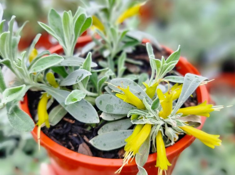 Picture of Eremophila glabra Blue Horizon PBR