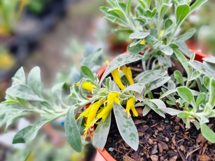 Picture of Eremophila glabra Blue Horizon PBR