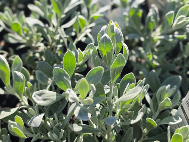 Picture of Eremophila glabra Blue Horizon PBR