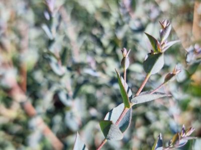 Picture of Eucalyptus latens Moon Lagoon