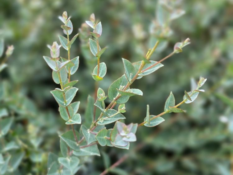 Picture of Eucalyptus latens Moon Lagoon