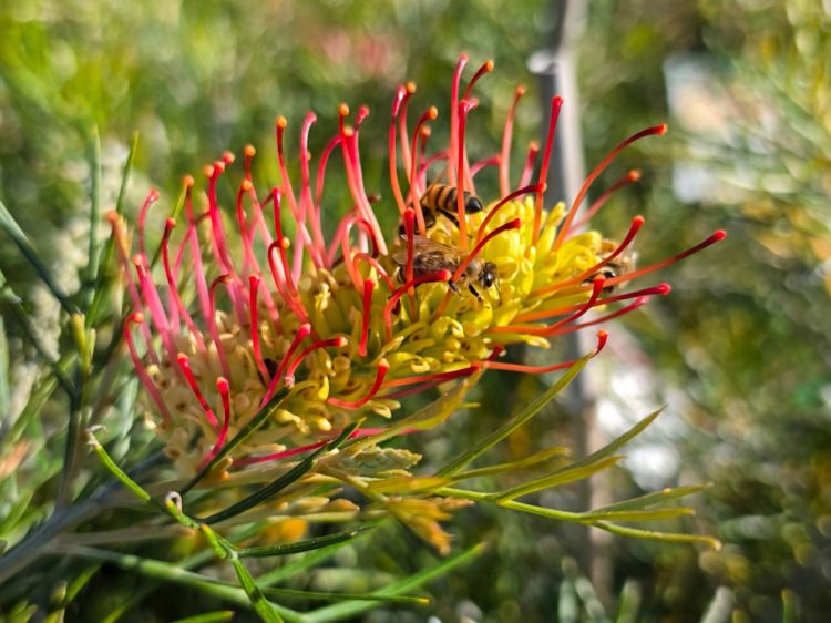 Picture of Grevillea hybrida Outback Sunrise