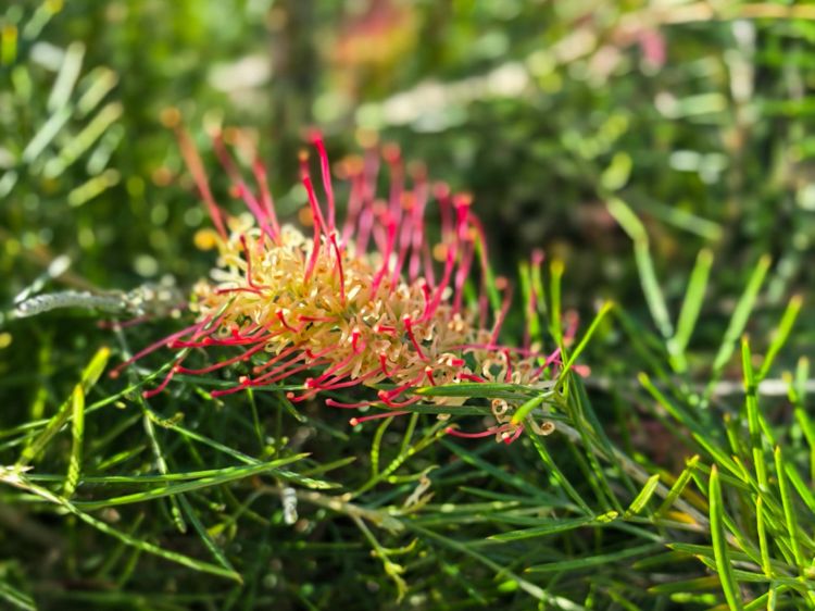 Picture of Grevillea hybrida Outback Sunrise