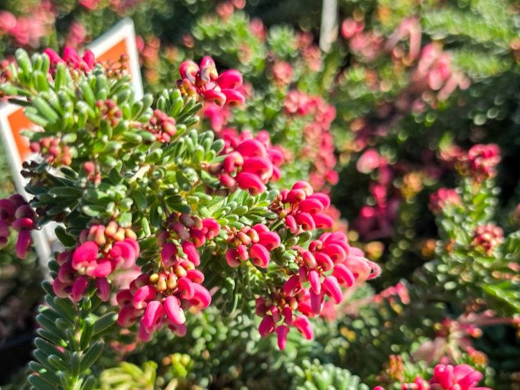 Picture of Grevillea lanigera Mt Tamboritha