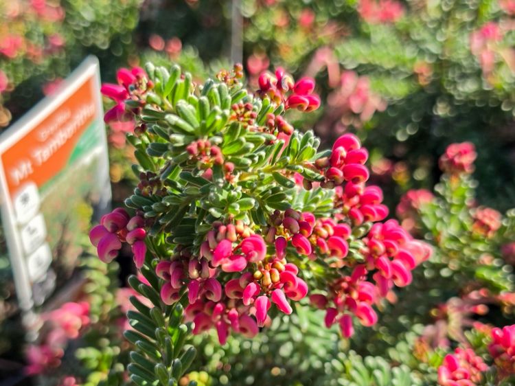 Picture of Grevillea lanigera Mt Tamboritha