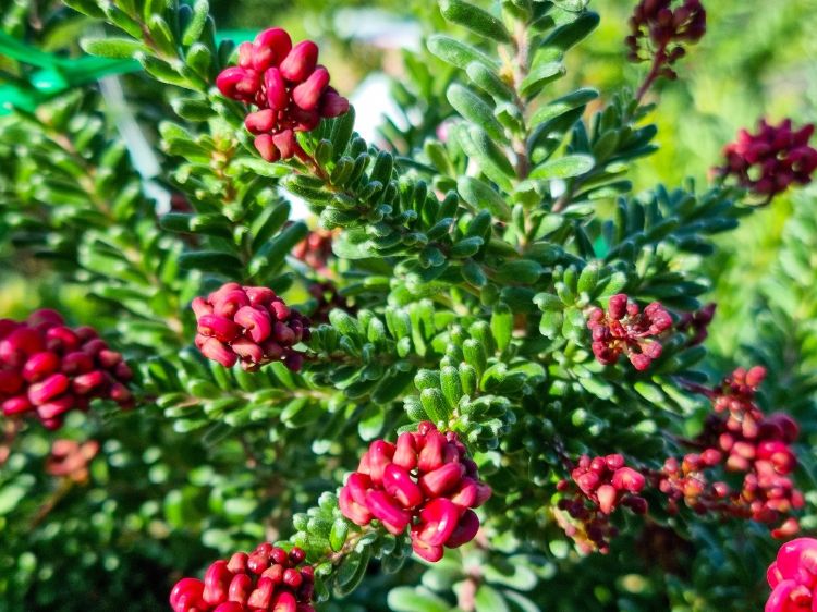 Picture of Grevillea lanigera Mt Tamboritha