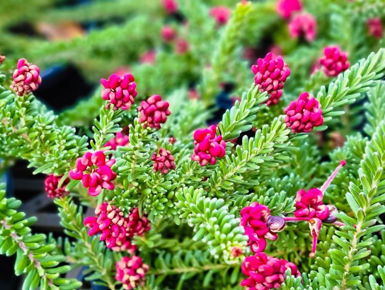 Picture of Grevillea lanigera Mt Tamboritha