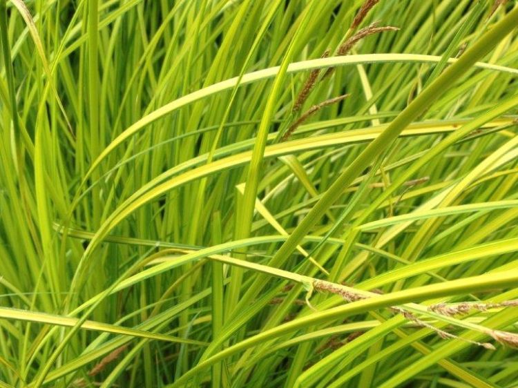 Picture of Hakonechloa macra Aureola