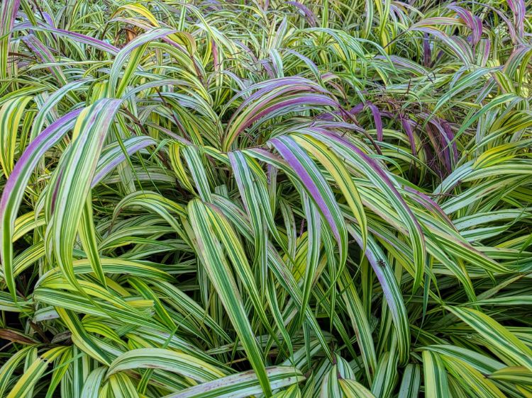 Picture of Hakonechloa macra Aureola