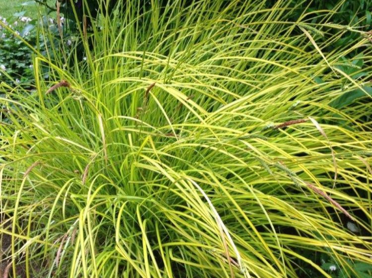 Picture of Hakonechloa macra Aureola