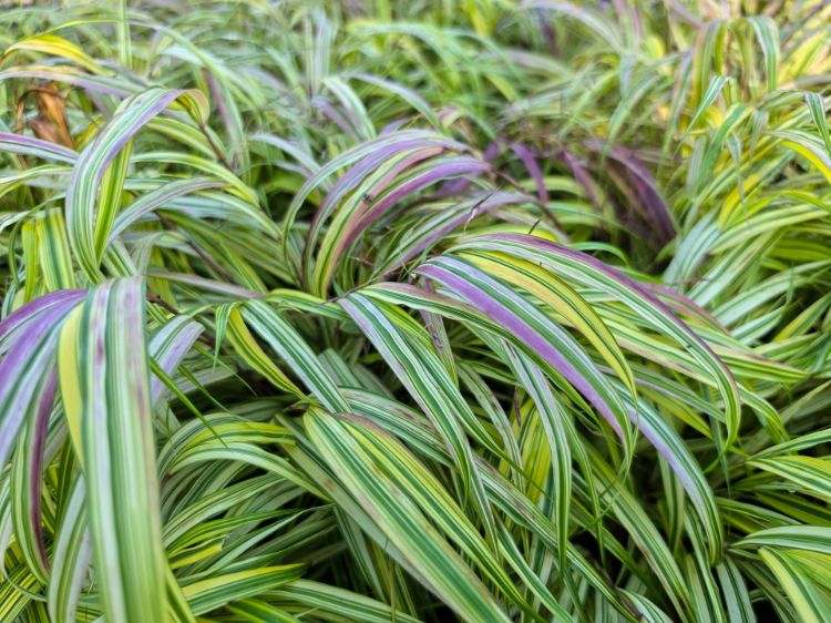 Picture of Hakonechloa macra Aureola