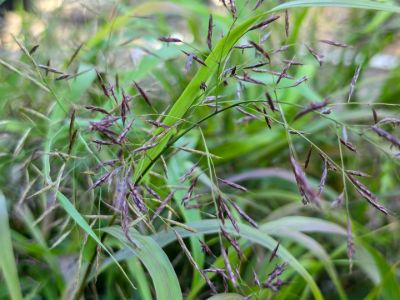 Picture of Hakonechloa macra Green