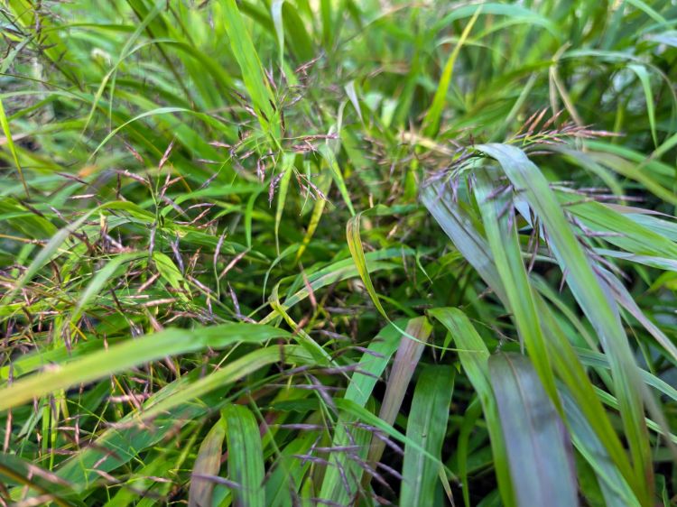 Picture of Hakonechloa macra Green