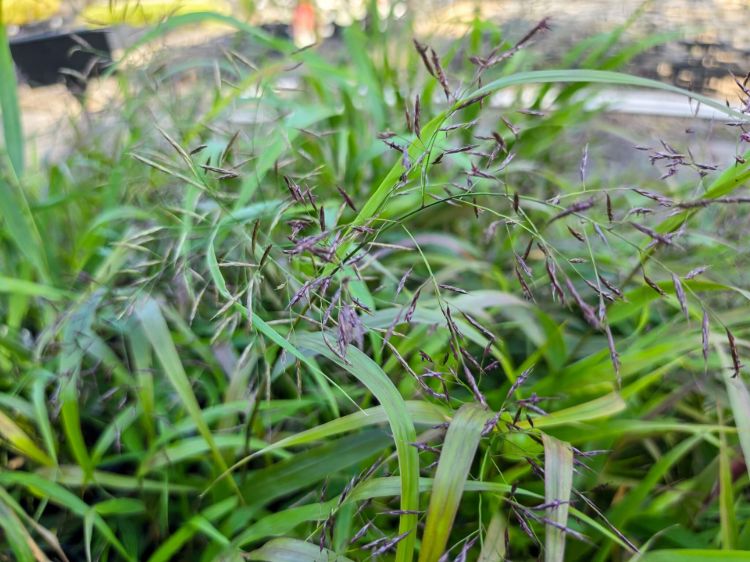 Picture of Hakonechloa macra Green