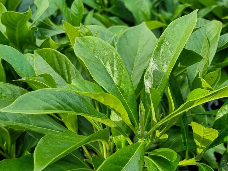 Picture of Hymenosporum flavum Gold Nugget