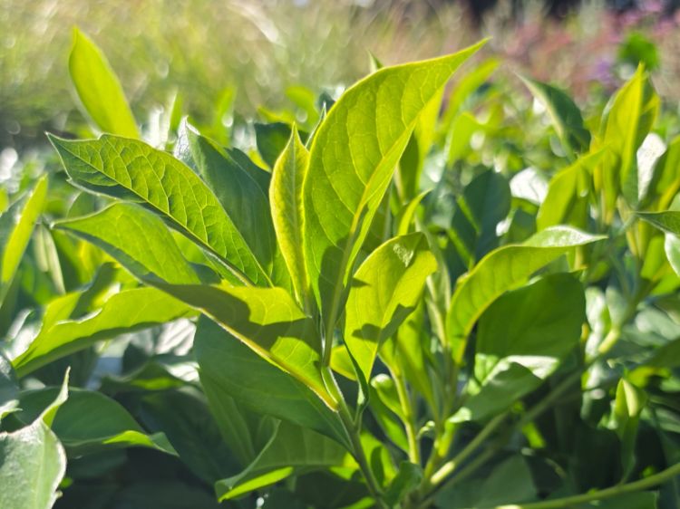 Picture of Hymenosporum flavum Gold Nugget