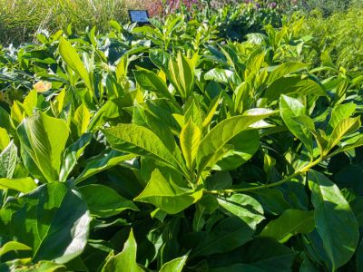 Picture of Hymenosporum flavum Gold Nugget
