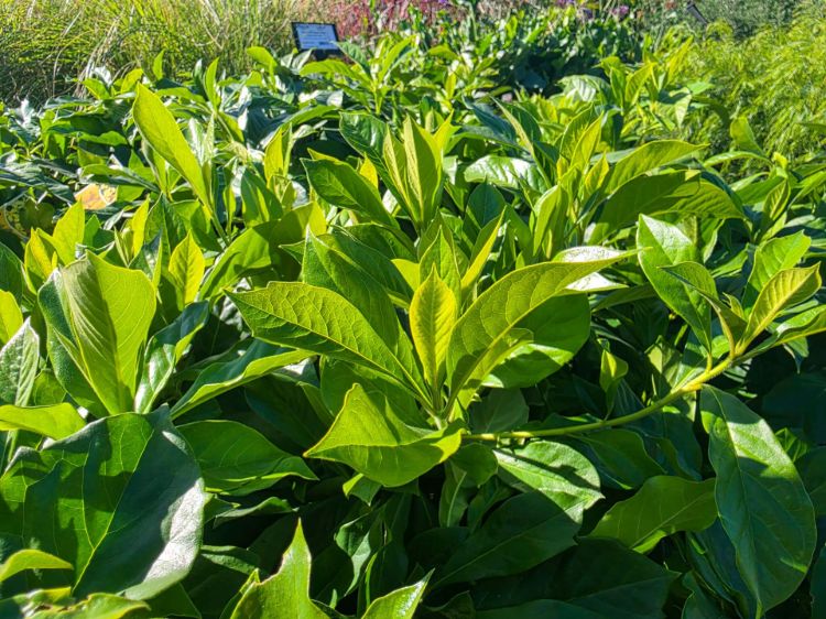 Picture of Hymenosporum flavum Gold Nugget