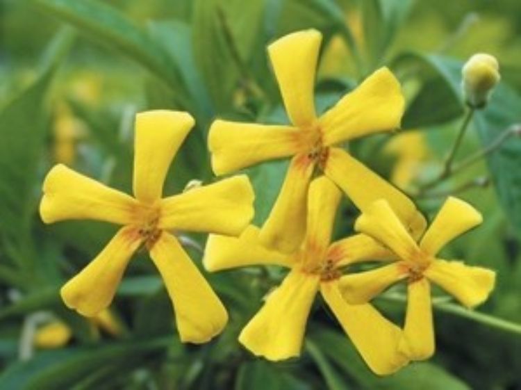 Picture of Hymenosporum flavum Gold Nugget