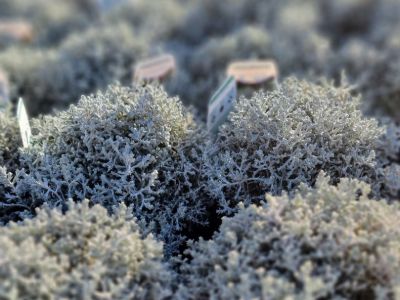 Picture of Leucophyta brownii Silver Nugget