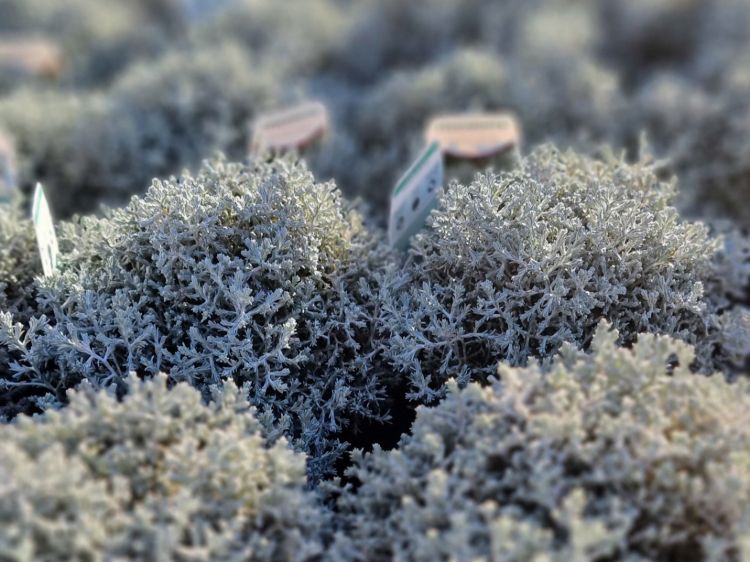 Picture of Leucophyta brownii Silver Nugget