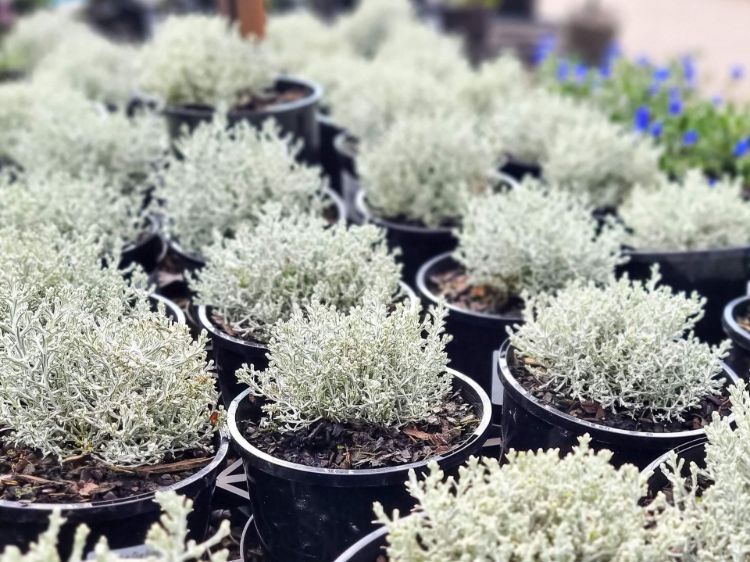 Picture of Leucophyta brownii Silver Nugget