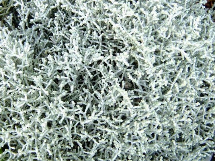 Picture of Leucophyta brownii Silver Nugget