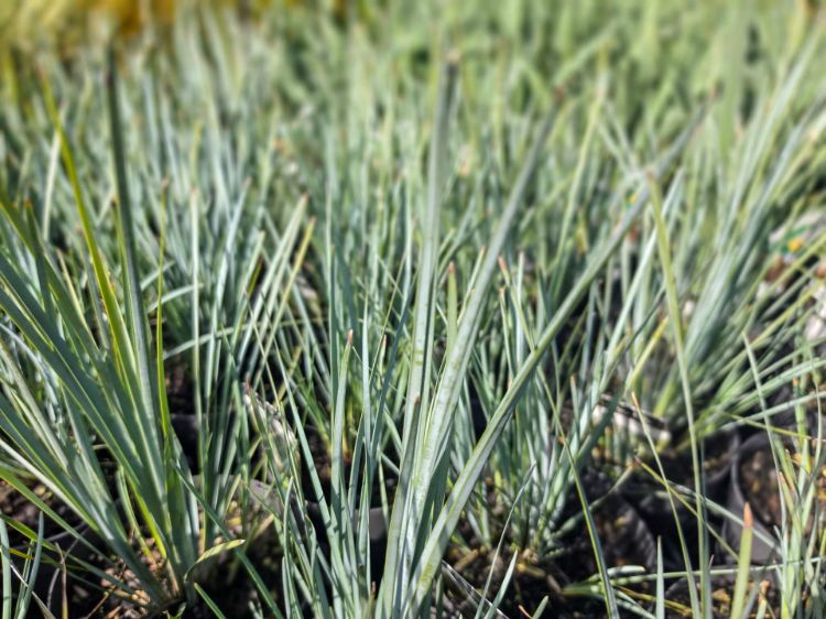 Lomandra filiformis Grey Filly. Common Name - Wattle Mat Rush.