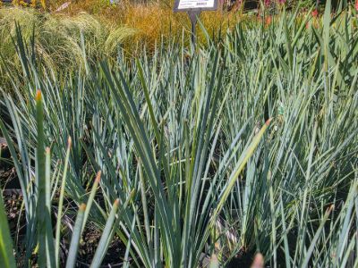 Lomandra filiformis Grey Filly. Common Name - Wattle Mat Rush.