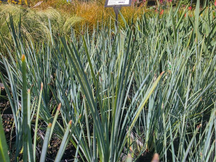Lomandra filiformis Grey Filly. Common Name - Wattle Mat Rush.
