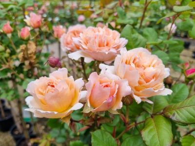 Picture of Rosa Princesse Charlene de Monaco