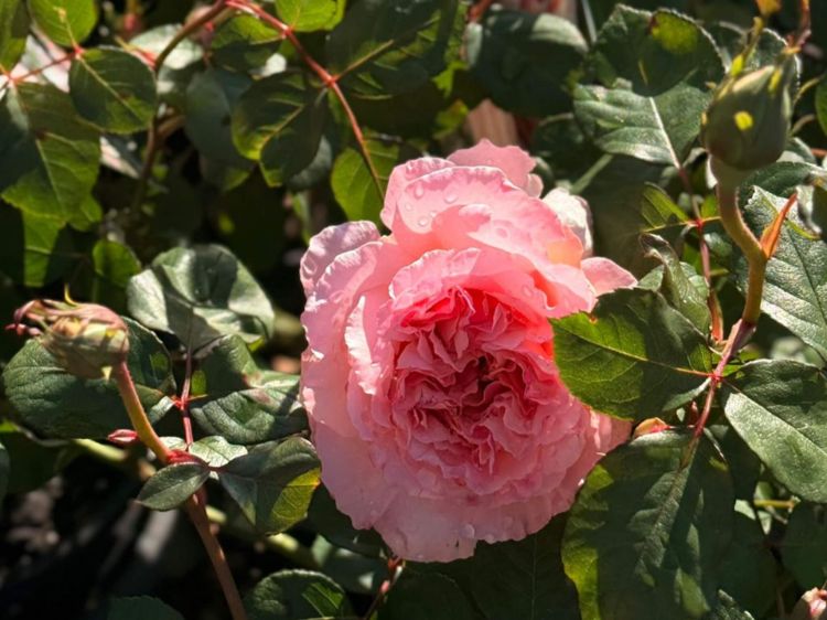 Picture of Rosa Princesse Charlene de Monaco