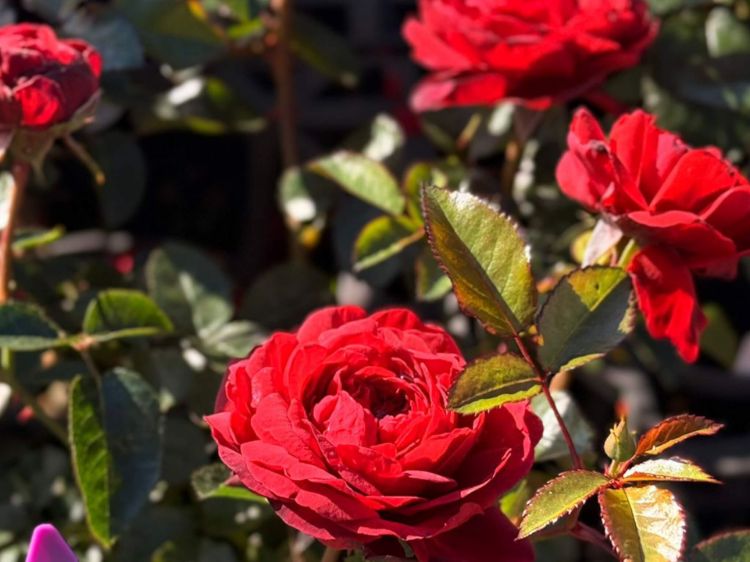 Rosa Scarlet Bonica. Common Name - Floribunda Shrub Rose.