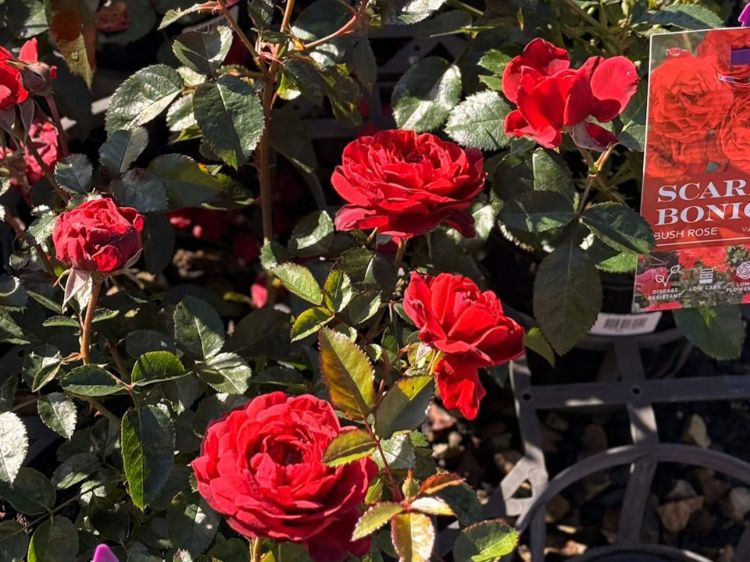 Rosa Scarlet Bonica. Common Name - Floribunda Shrub Rose.