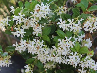 Picture of Trachelospermum asiaticum