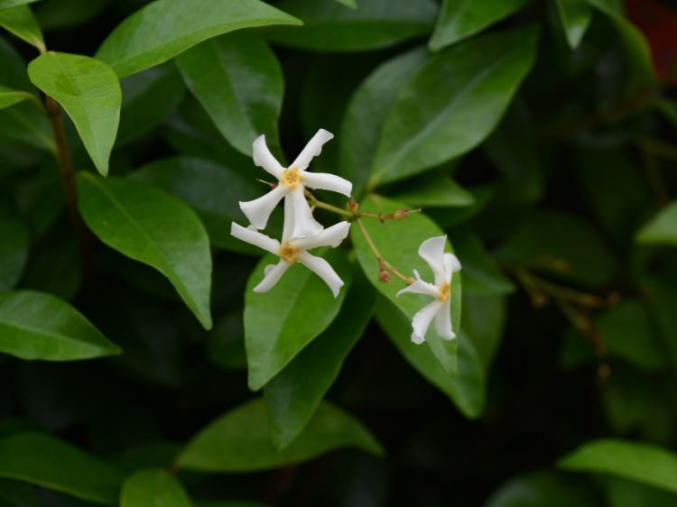 Picture of Trachelospermum asiaticum