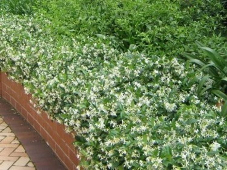 Picture of Trachelospermum asiaticum