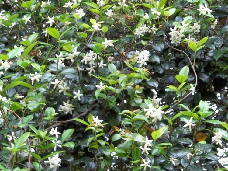 Picture of Trachelospermum asiaticum