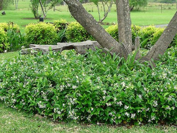 Picture of Trachelospermum asiaticum