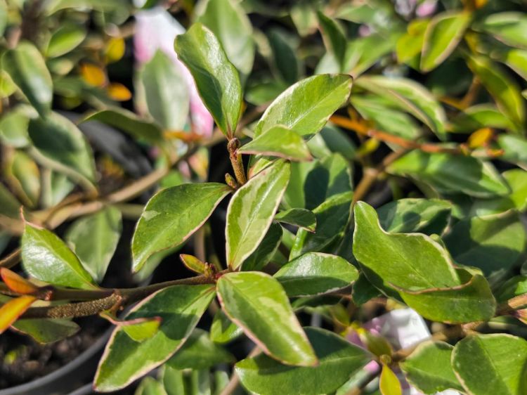 Picture of Trachelospermum asiaticum