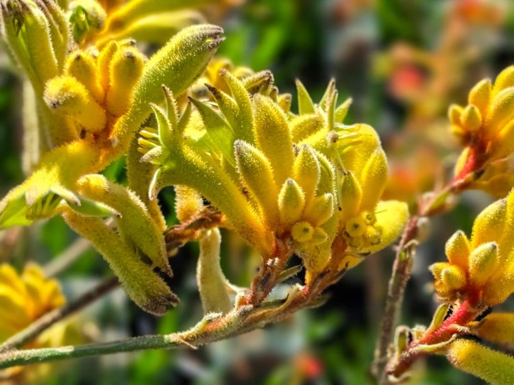 anigozanthos-hybrida-gold-velvet-pbr-kangaroo-paw-with-yellow-orange-flowers