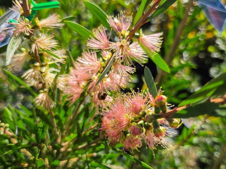 callistemon-hybrida-injune-common-name-bottlebrush-with-light-pink-flowers
